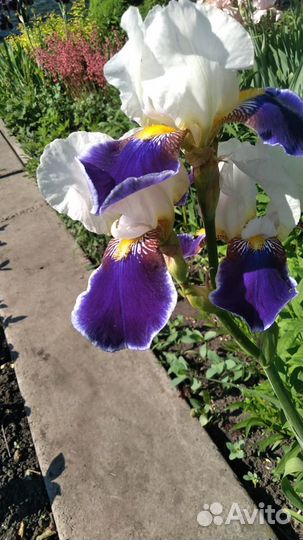 Ирисы сортовые