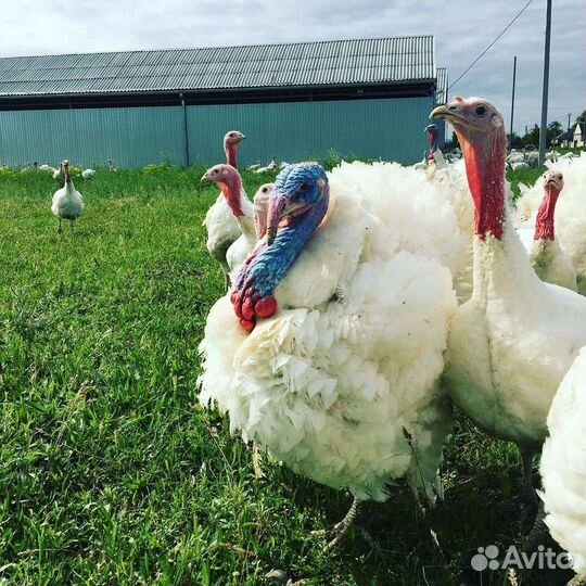 Индюки тяжелого кросса Hybrid Converter