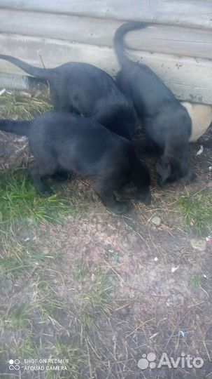 Щенки дворняги