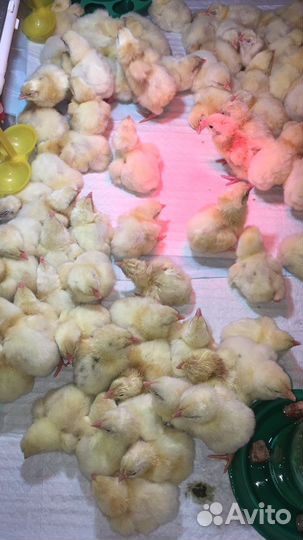 Цыплята бройлеры