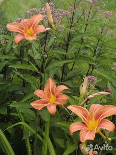 Цветы, саженцы для сада, дачи, монарда