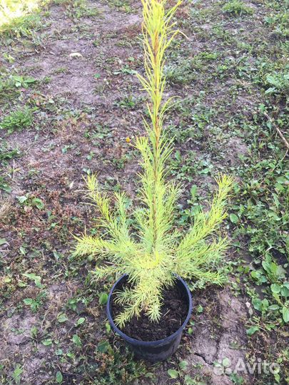 Лиственница китайская