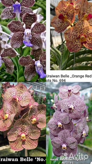 Орхидеи Ванда коллекционные