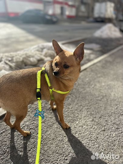 Передержка животных