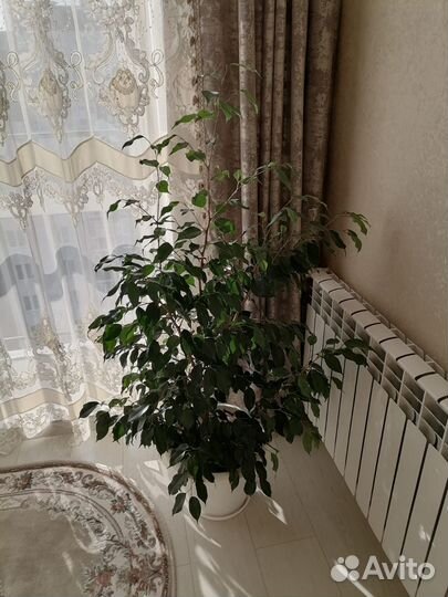 Фикус бенджамина