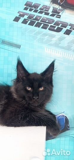 Котята мейн-кун