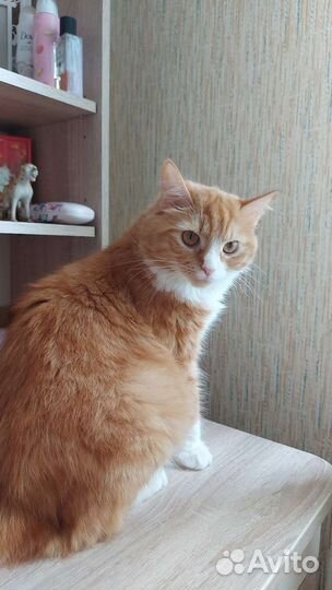 Кошки бесплатно