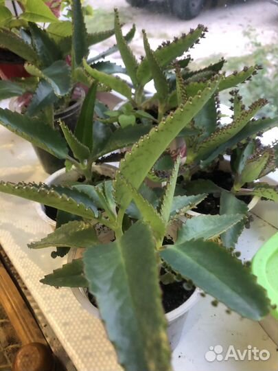 Каланхоэ лечебное