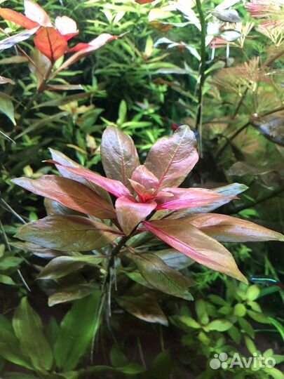 Аквариумные растения (отправка в регионы)