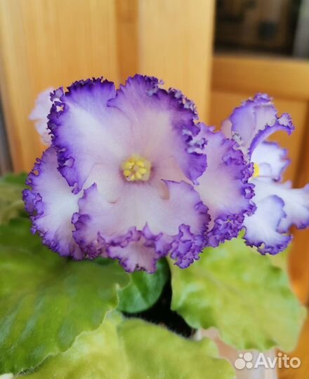 Детки фиалки