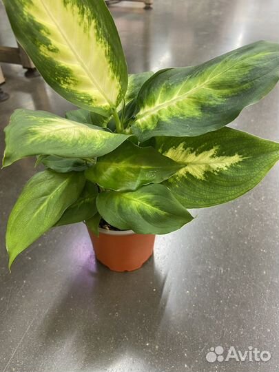 Диффенбахия