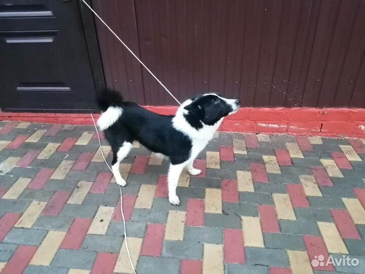 Русско европейская лайка