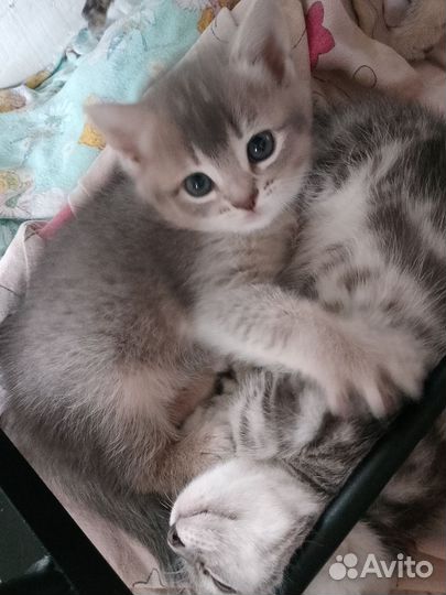 Шотландские котята