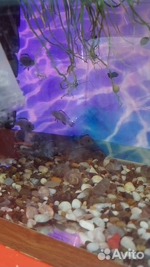 Мальки псевдотрофеус пиндани