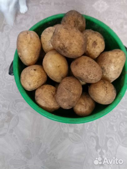 Продам картофель
