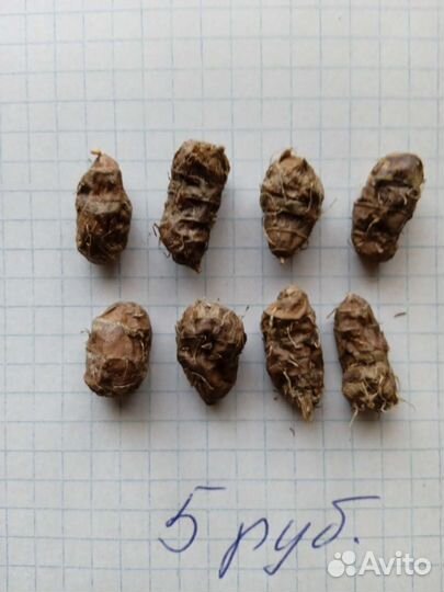 Чуфа, тигровый орех