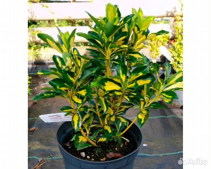 Комнатные растения цветы - Бересклет японский в