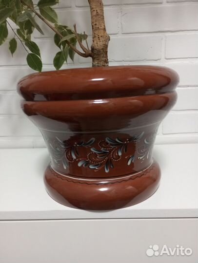 Большой фикус Бенджамина с горшком