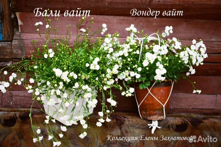 Кампанула Жених и Невеста