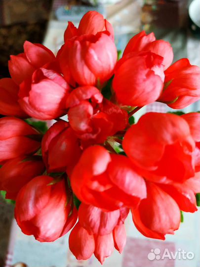 Пеларгония тюльпановидная 