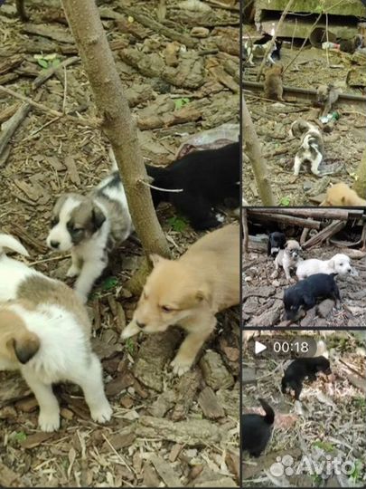Щенки ищут дом
