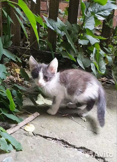 Эльфийский котёнок