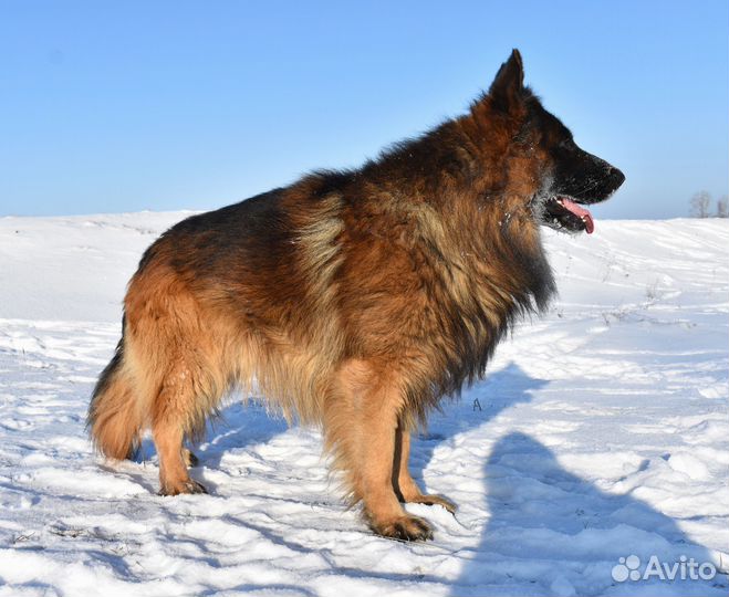 Немецкая овчарка вязка