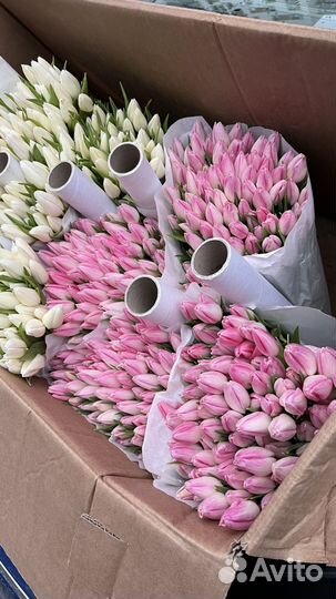 Букет из 101 тюльпана (розовый)