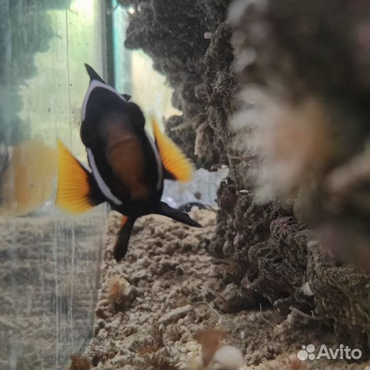 Морской аквариум