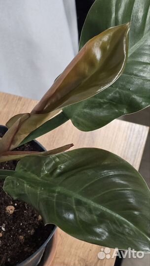Филодендрон imperial империал ред