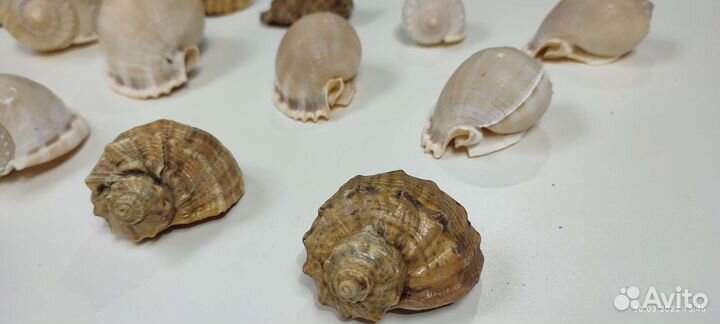 Морские ракушки раковины