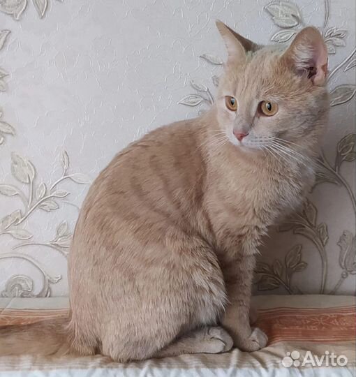 Котик 6 мес кастрирован