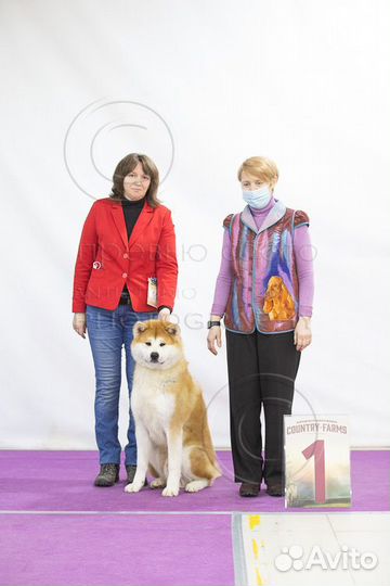 Кобель для вязки акита ину