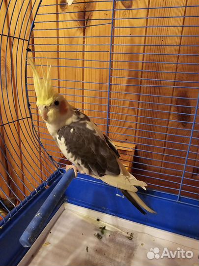 Найден попугай корелла