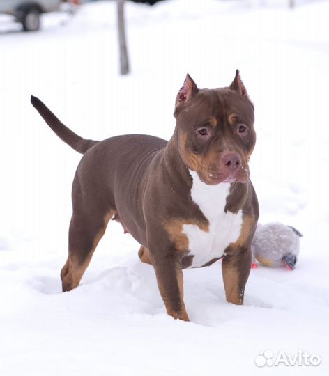 Американский булли классик