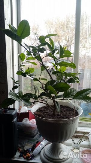 Лимонное дерево