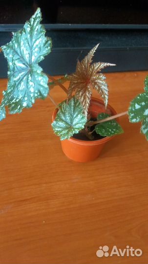 Бегония Грифон