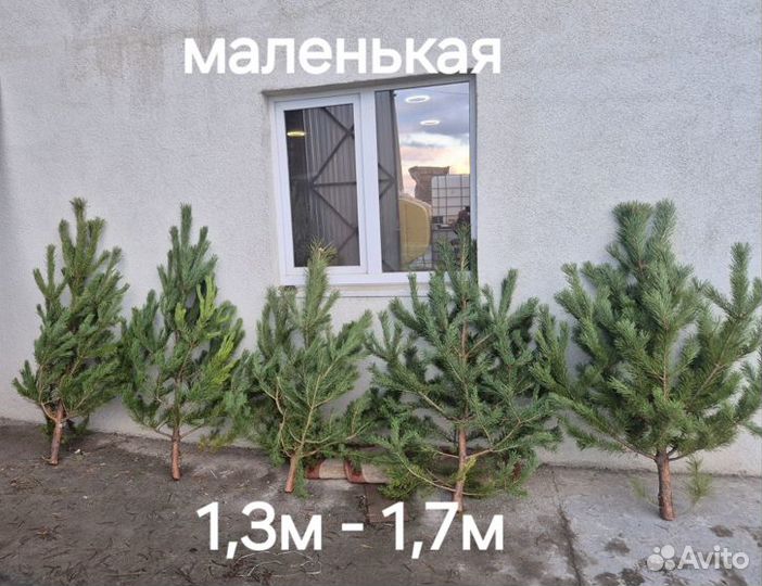 Сосна новогодняя пушистая опт, розница (1.5-3м)