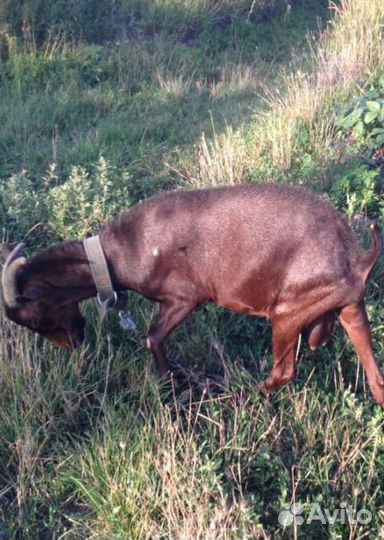 Мурсиано гранадина