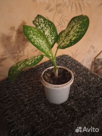 Диффенбахия