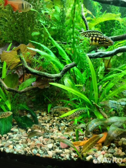 Юлидохромис траскриптус