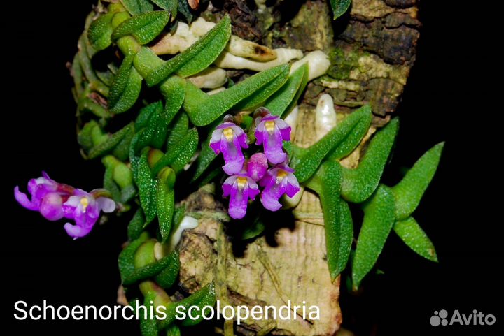 Орхидея миниатюра Schoenorchis scolopendria