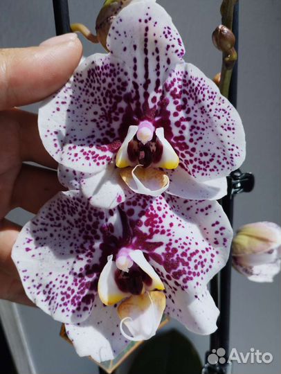 Орхидея фаленопсис