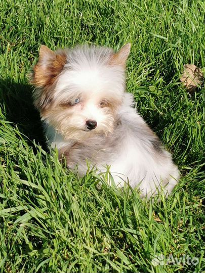 Мальчик- красавчик