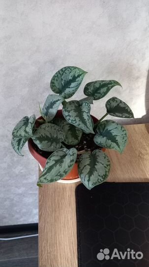 Сциндапсус пиктус