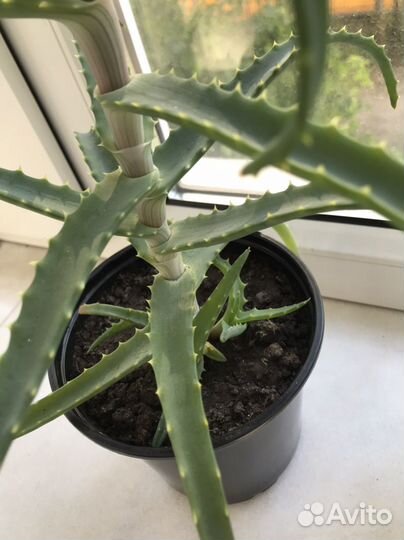 Алоэ столетник 3 года алое