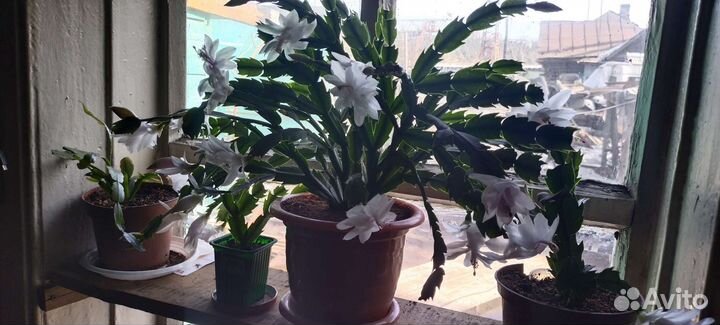 Декабрист шлюмбергера белый