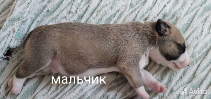 Щенок в добрые руки бесплатно