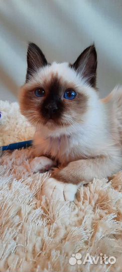 Священная бирма-девочка