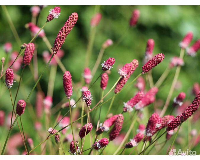 Кровохлебка лекарственная Pink Tanna